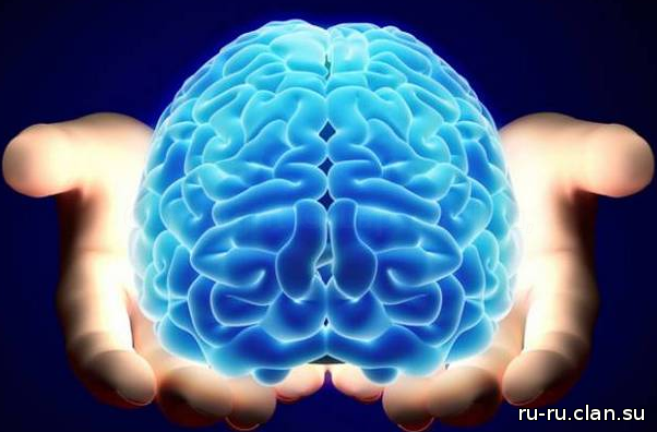Пять фактов о человеческом мозге!